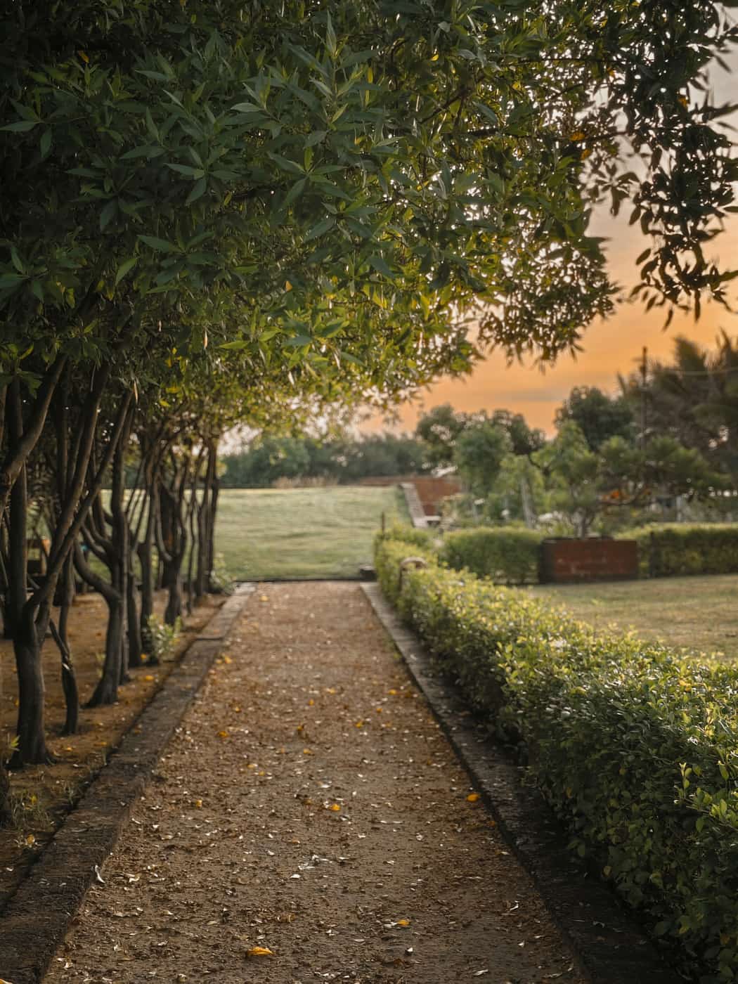 A garden path at sunset